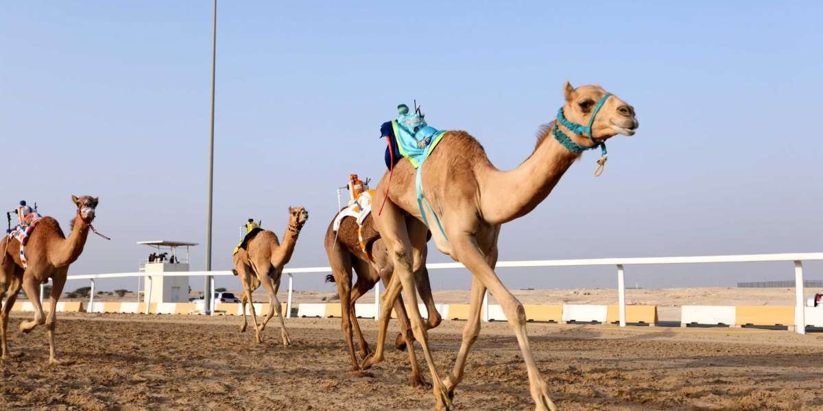 Camel Racing in Qatar: A Glimpse into the Time-Honored Tradition