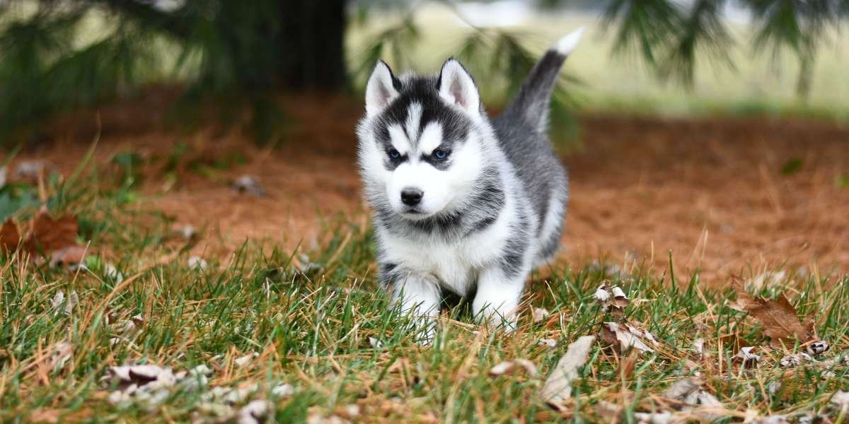 Siberian Husky Puppies For Sale In Ahmedabad: Unleash the Arctic Spirit