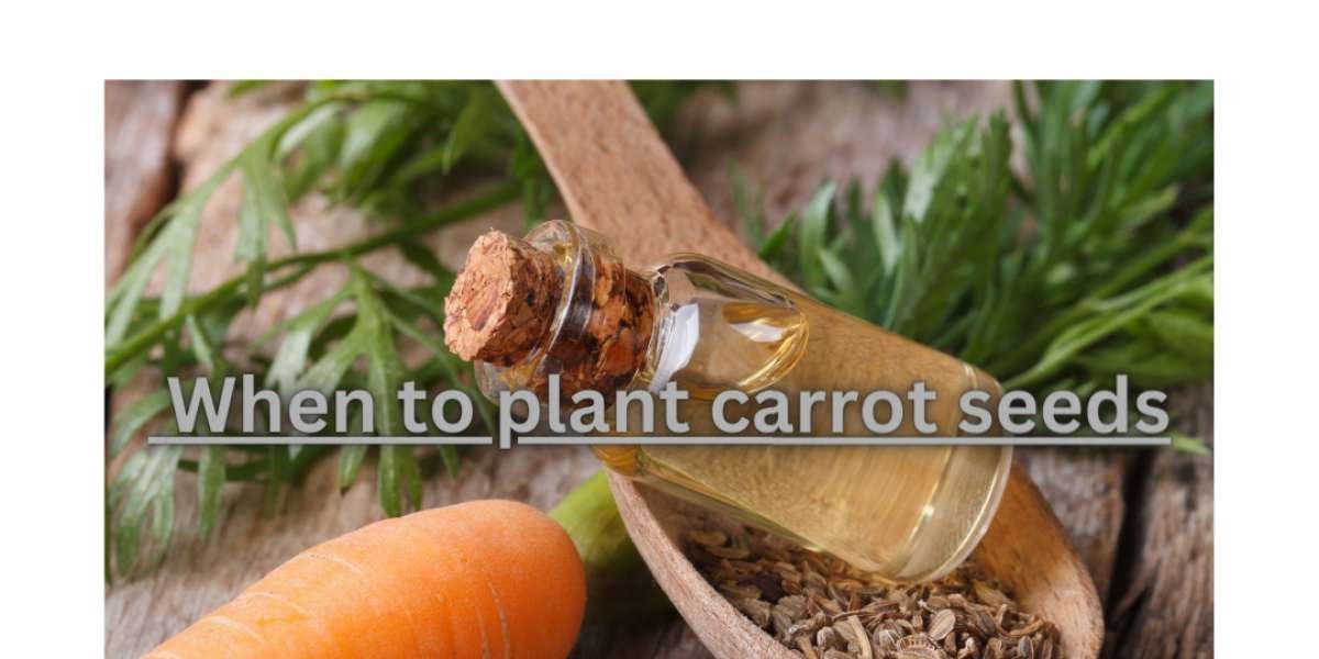 When is the best time to plant carrot seeds for a successful and bountiful harvest