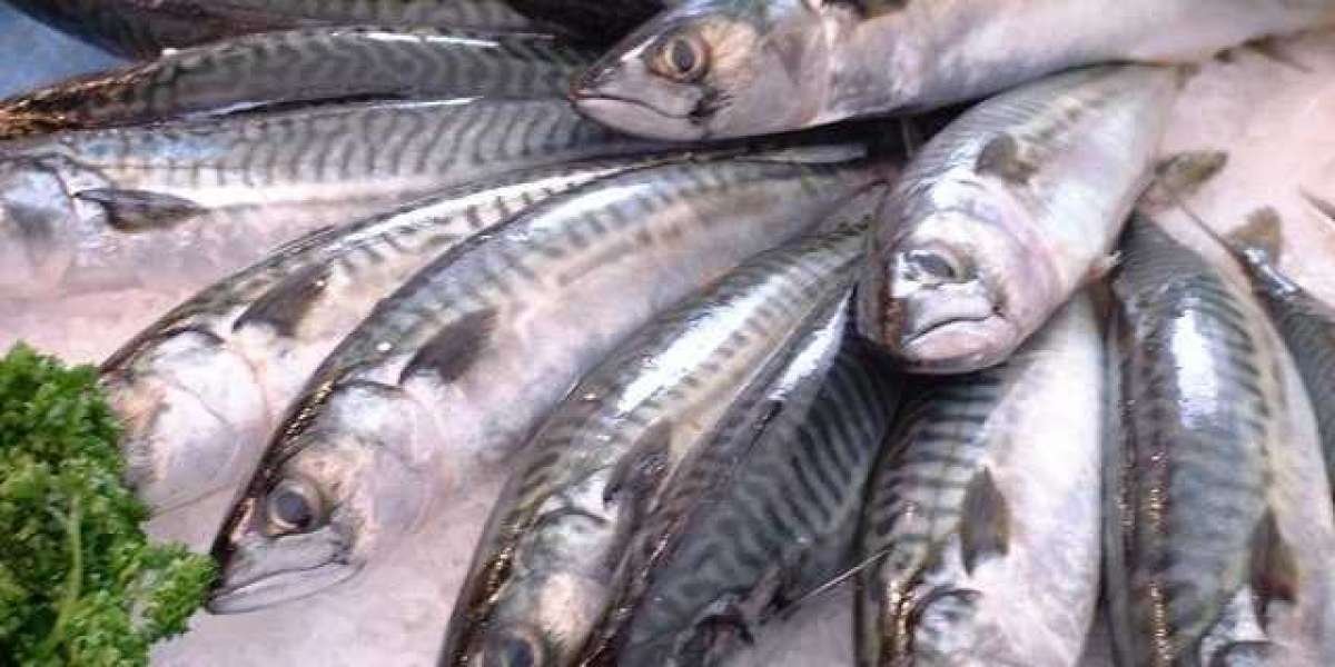 Mackerel Market Growth, Trends, Absolute Opportunity and Value Chain 2023-2033