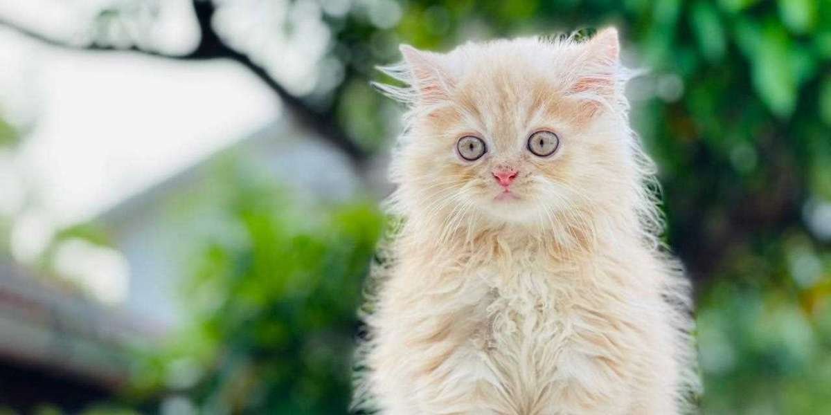 Exploring the Charm of Persian Kittens for Sale in Lucknow
