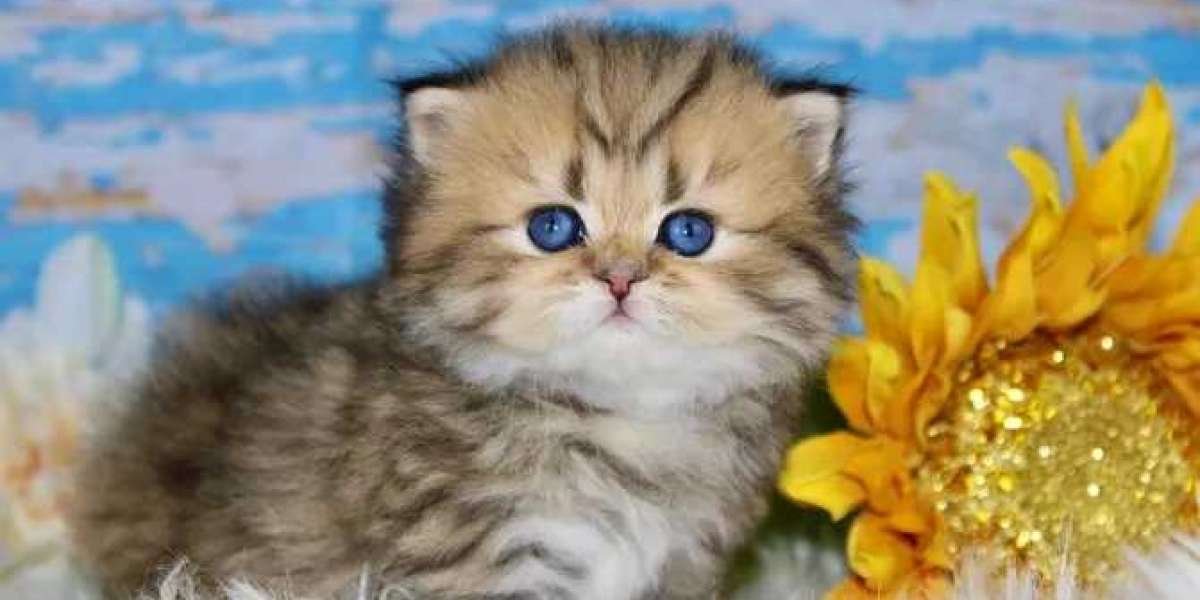 Cutest Kittens on the Internet: Viral Felines That Melt Hearts Worldwide
