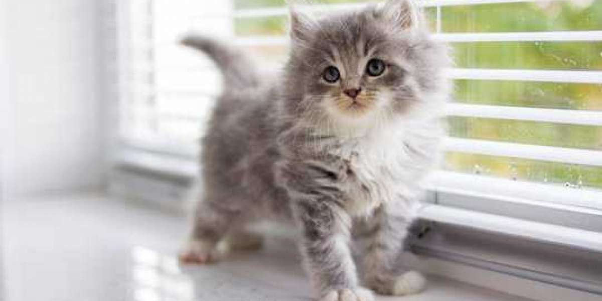 Exquisite Persian Kittens for Sale in Gurgaon: Unveiling Feline Elegance