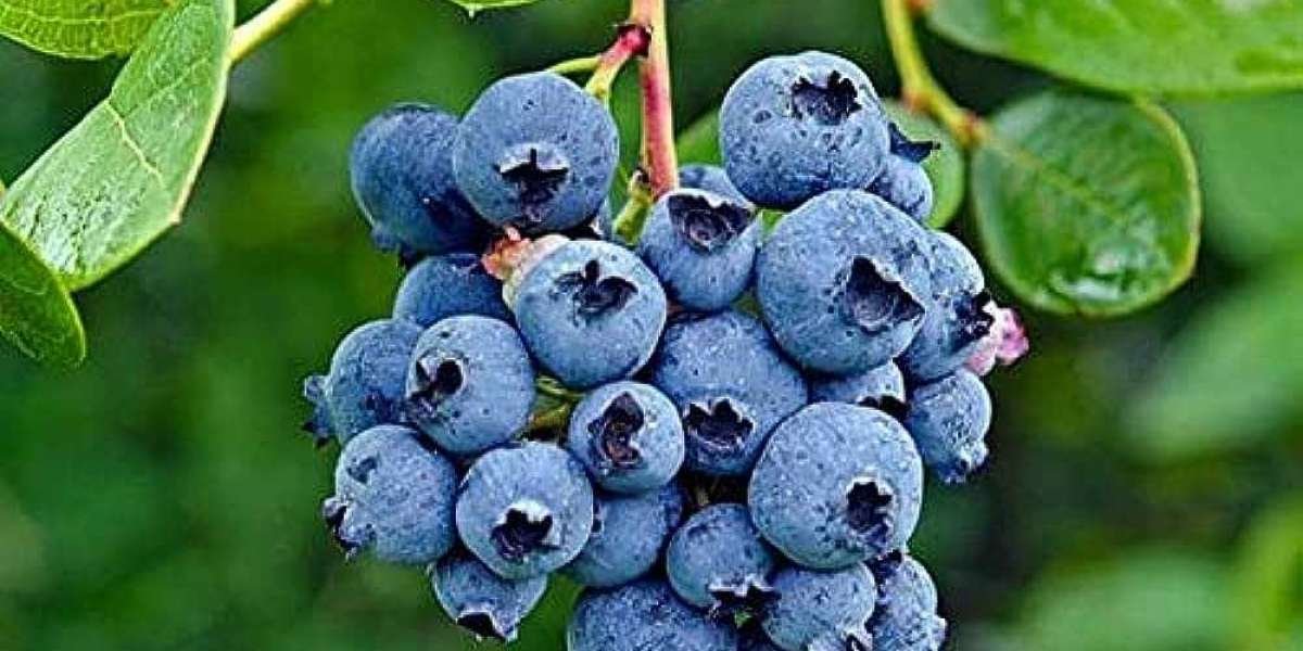 Blueberry Processing Plant Project Report 2024 Edition