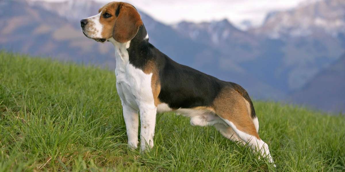 Finding the Perfect Beagle Companion: Exploring Beagle Puppies for Sale in Delhi
