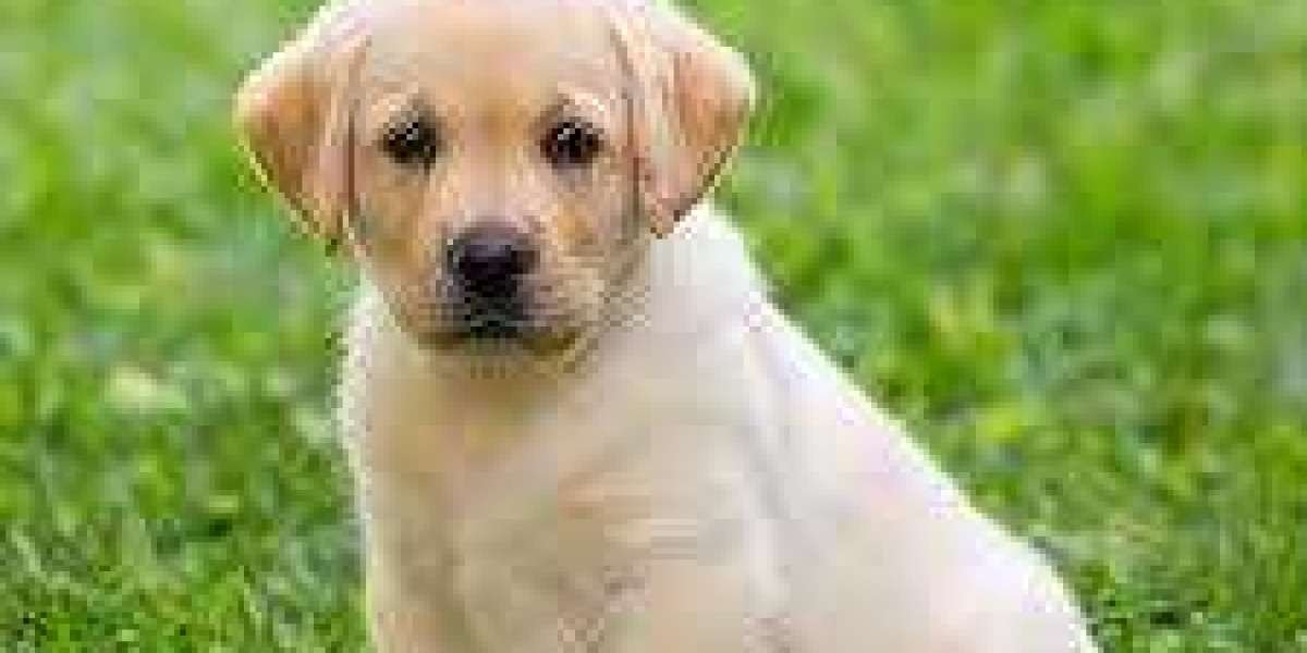 Discovering Joy: Labrador Retriever Puppies for Sale in Delhi - Unveiling the Canine Companion of Your Dreams