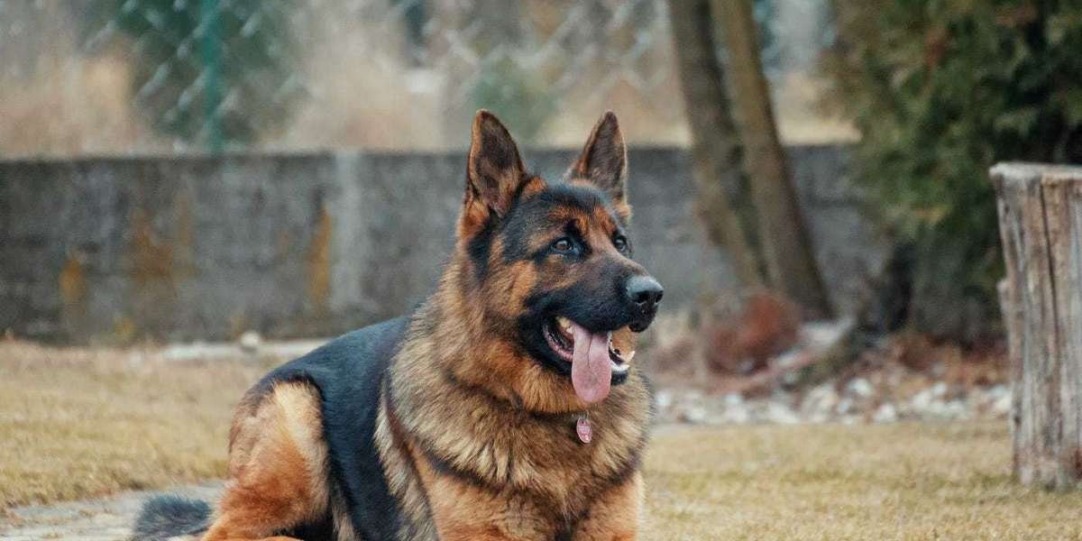 Exploring German Shepherd Puppies for Sale in Delhi: Finding Your Perfect Canine Companion