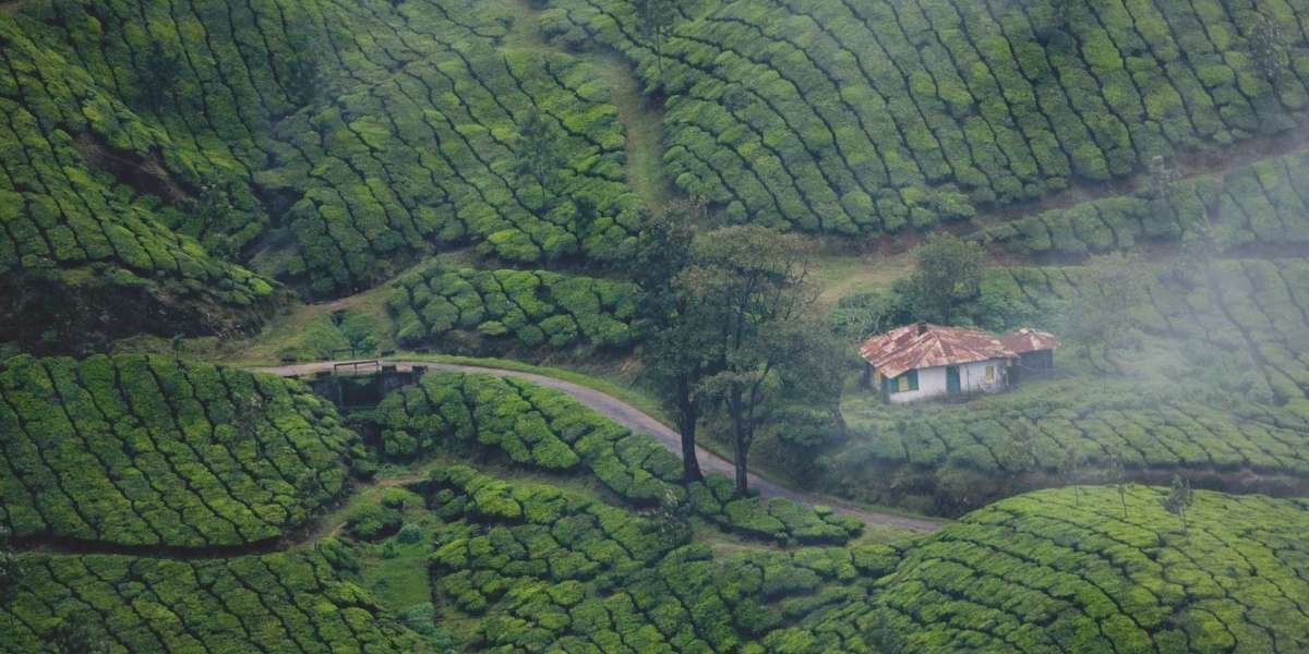 Munnar: Where Mist Meets Mountains and Memories are Made