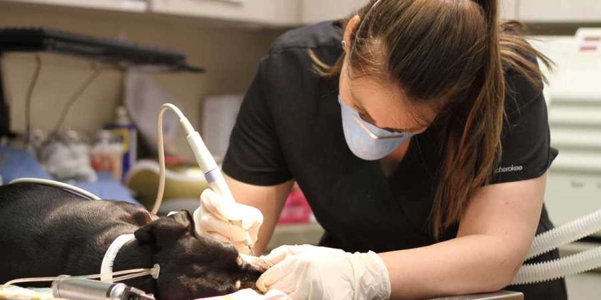 Veterinary Dental Equipment Market Insights: Forthcoming Years To Turn Out Proficient For the Market