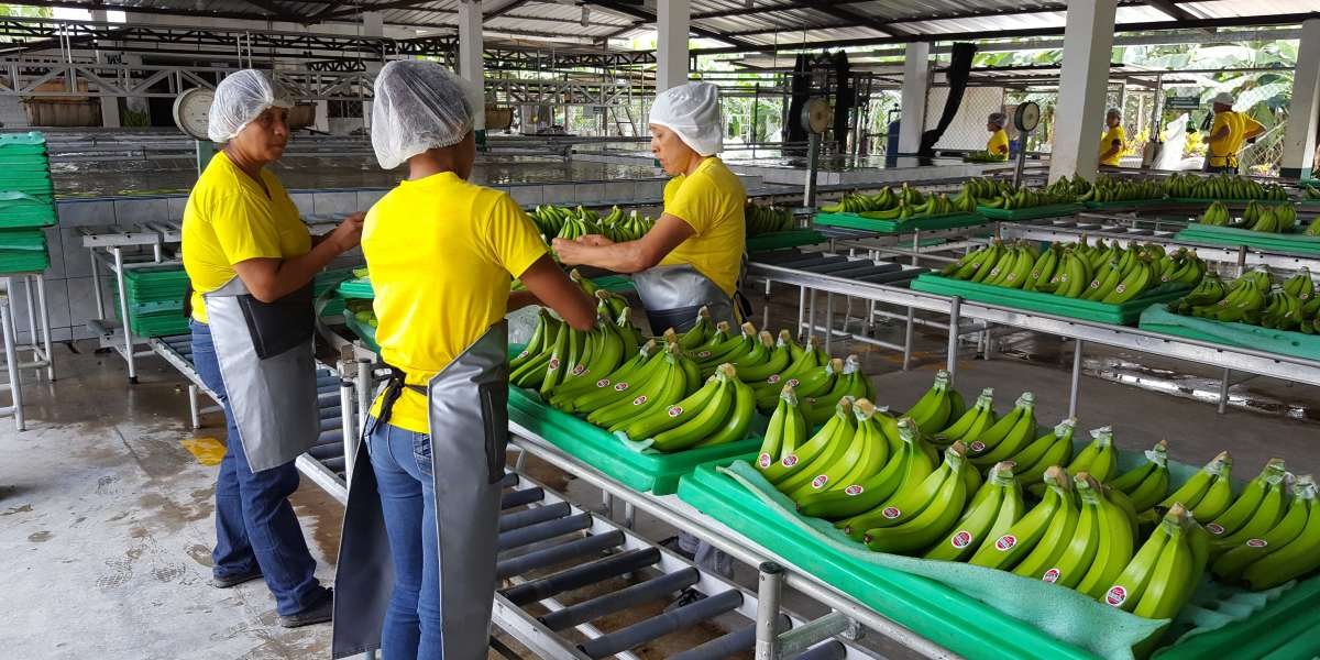 Banana Processing Plant Project Report 2024, Unit Operations, Machinery Requirements and Cost Analysis
