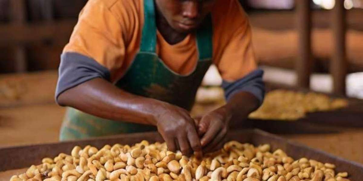 Cashew Processing Plant Project Report 2024: Cost Analysis and Raw Material Requirements