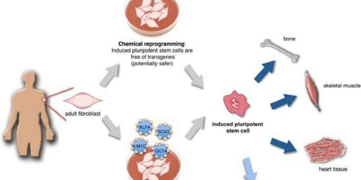 Cell Reprogramming Market Size, Share Analysis, Key Companies, and Forecast To 2030