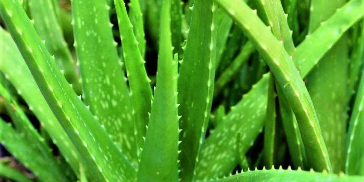 Aloe Vera Processing Plant Project Report 2024, Setup Details, Machinery Requirements and Cost Analysis