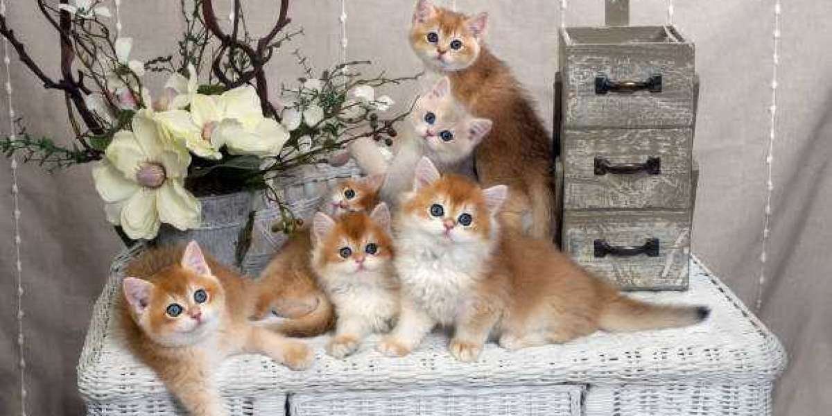 Unveiling the Charms of a San Diego Kitten Breeder: Finding Your Perfect Feline Companion