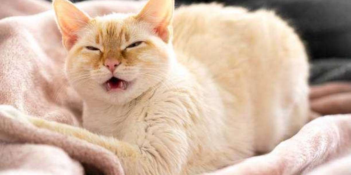 Home Remedies for Cat Sneezing