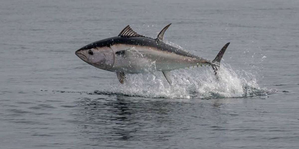 Tuna Market Size, Share, Growth Rate, Trends, and Forecast 2024-2032