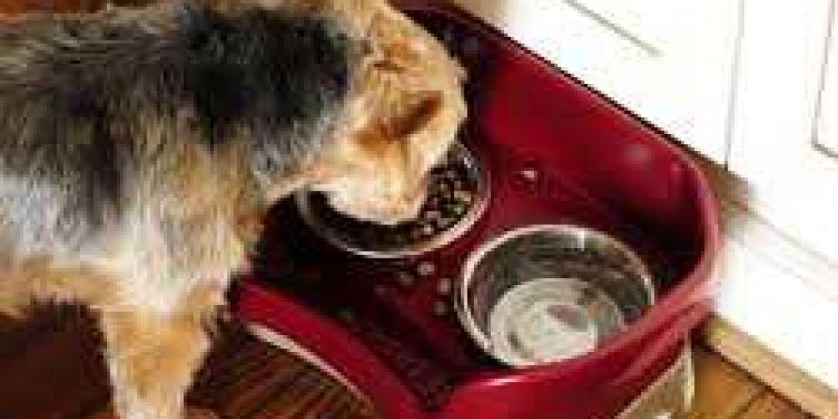 The Essential Guide to Choosing the Right Dog Bowl