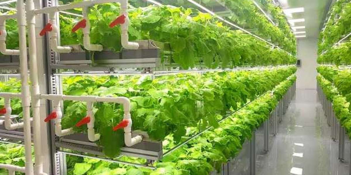 Vertical Farming Market Trends: Opportunities and Challenges in the Industry