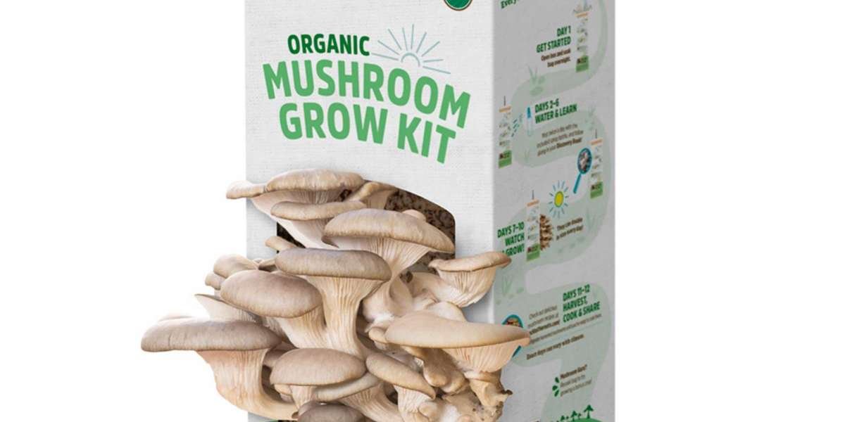 Mushroom Boxes: Sustainable Solutions for Sustainable Products