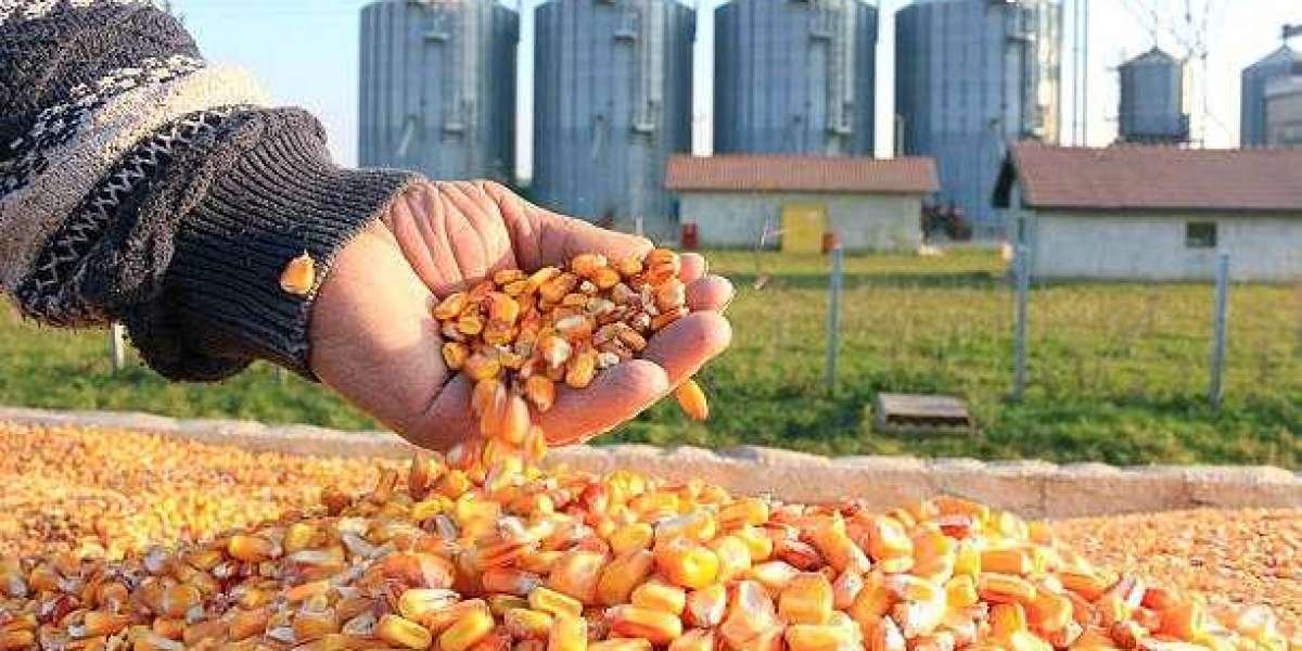 Maize Processing Plant Cost and Setup Report: Raw Materials and Machinery Requirements