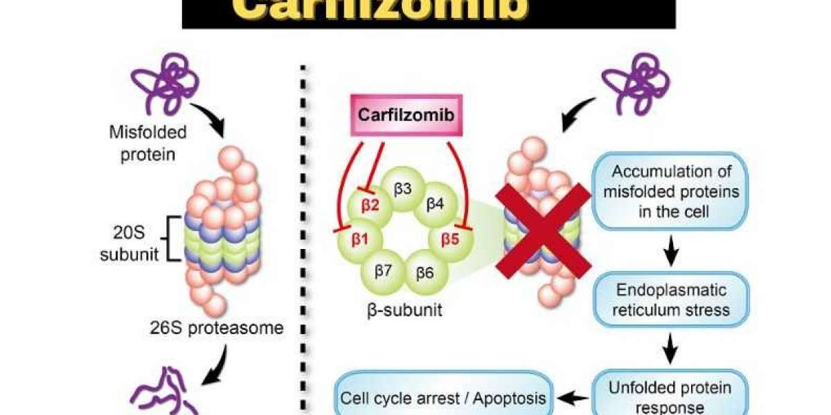 Carfilzomib Market  Report Includes Dynamics, Products, and Application 2024 –  2034