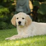 golden Retreiver