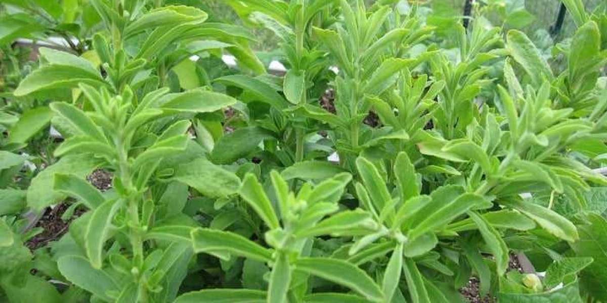 Stevia Market Share, Growth Rate, Trends, and Forecast 2024-2032