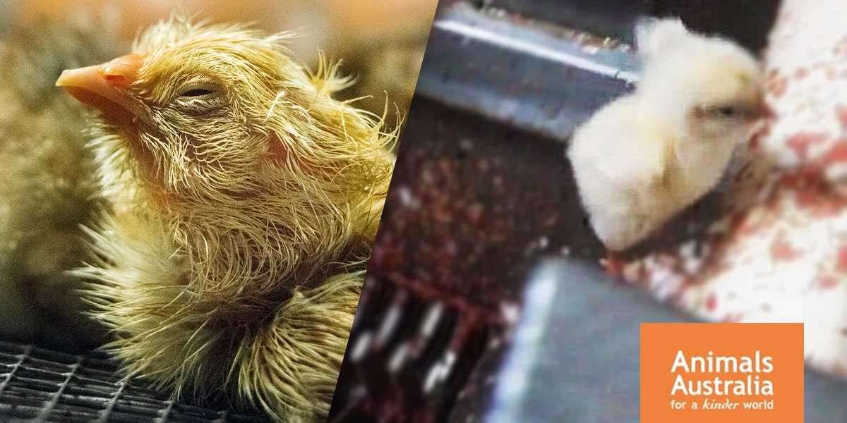 The Hidden Truth: Chickens Mistreatment in the Poultry Industry