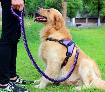 Dog Collars, Leashes & Harnesses Market  Key Leaders Analysis, Segmentation, Growth, Future Trends, Demands, Emergin