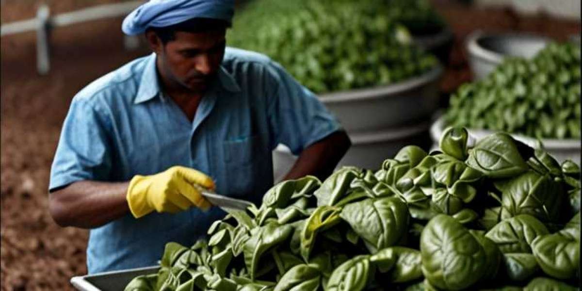 Ceylon Spinach Processing Plant Project Report 2024: Setup Cost, Machinery Requirements and Raw Materials