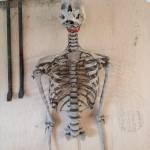 All Human Anatomy Model for sale