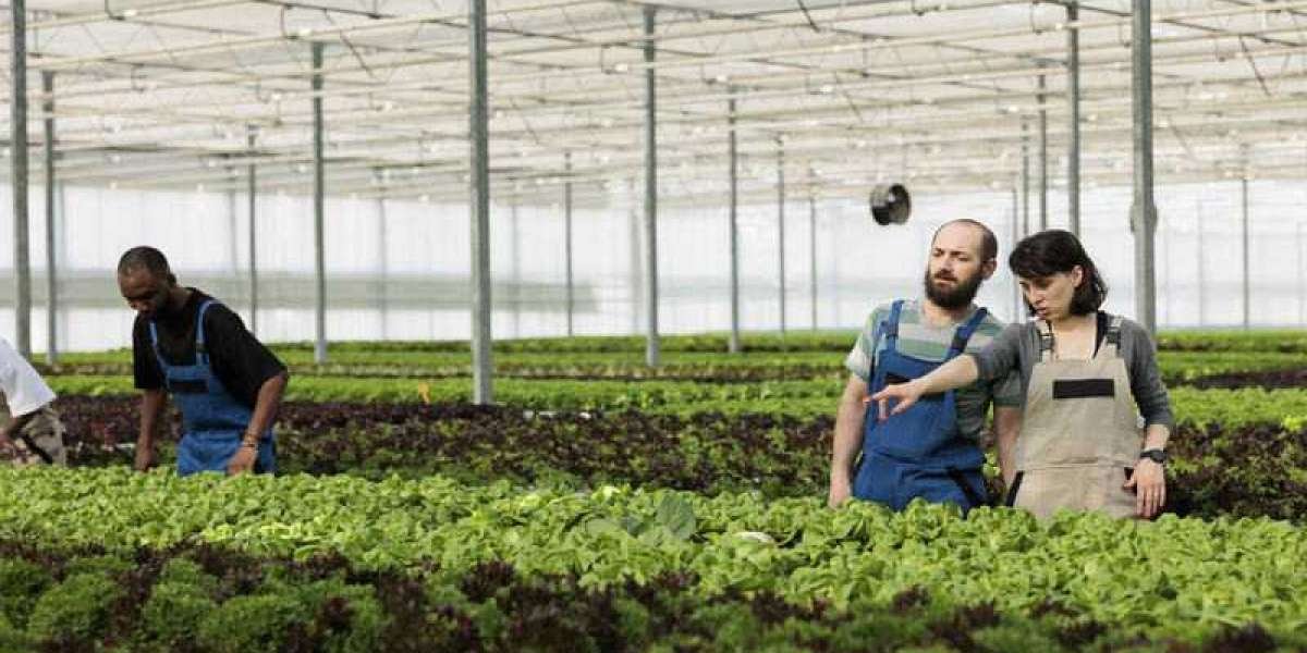 Hydroponics Farming in the USA: A Sustainable Future